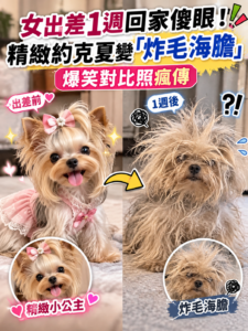 女出差1週回家傻眼！精緻約克夏慘變「炸毛海膽」　前後對比照笑翻全網
