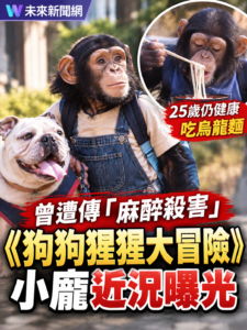 《狗狗猩猩大冒險》小龐近況曝光！曾瘋傳「野生化、遭麻醉殺害」　25歲仍健康吃烏龍麵